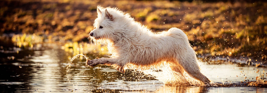 Hundephysiotherapie